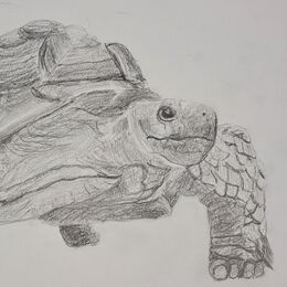 Student art Drawing for Improvers