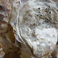 oyster- In Progress 1