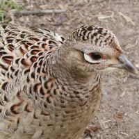 Here Comes the Girl! - In Progress 1