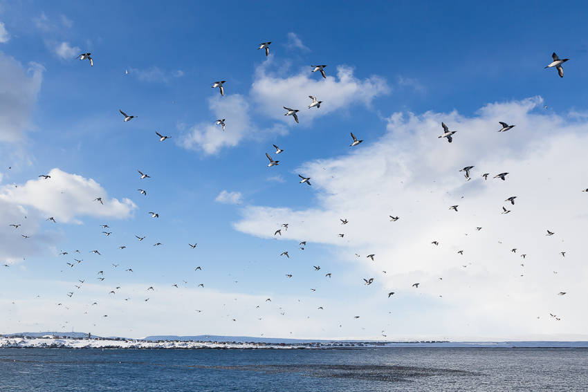 Lomvier/Guillemots