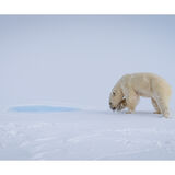 Baffin Island