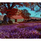 Infra Red