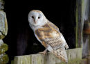 Barn Owl