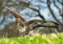Buzzard