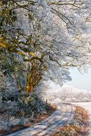 Chetwynd Woods