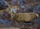 Red Deer