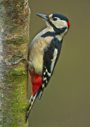 Greater Spootted Woodpecker