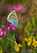 Silver-Studded Blue Butterfly