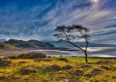 Lonely Tree
