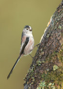 Long Tailed Tit