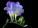 Freesia