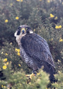 Peregrine Falcon