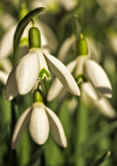 Snowdrop Macro