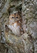 Tawny Owl