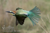 BULGARIA - via Pontica, autumn migration
along the Black Sea coast
Thursday 18th - Monday 22nd September 2014