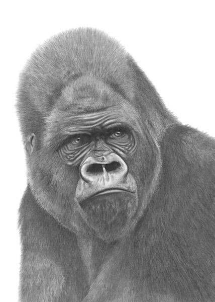 Kifu