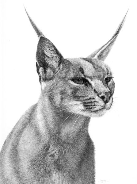 Caracal