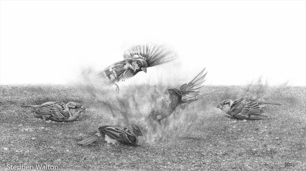 Dust Up (Sparrows)