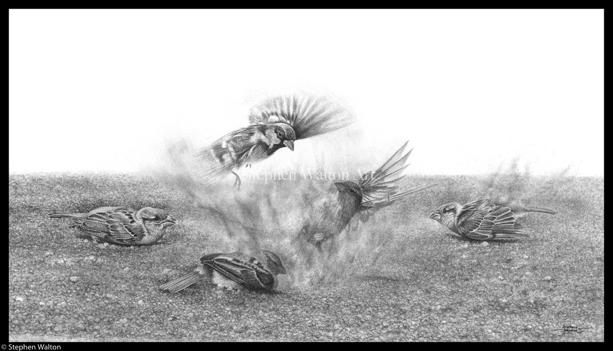 Dust Up (Sparrows)