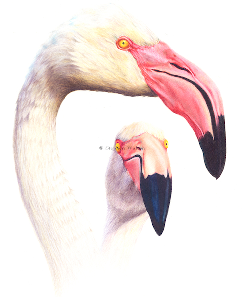Flamingo Duo