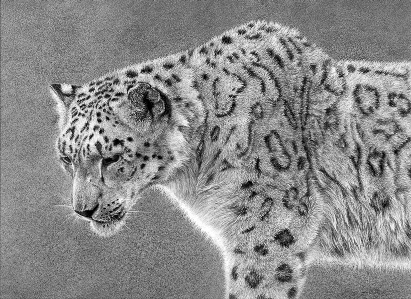 Ghost - Snow Leopard