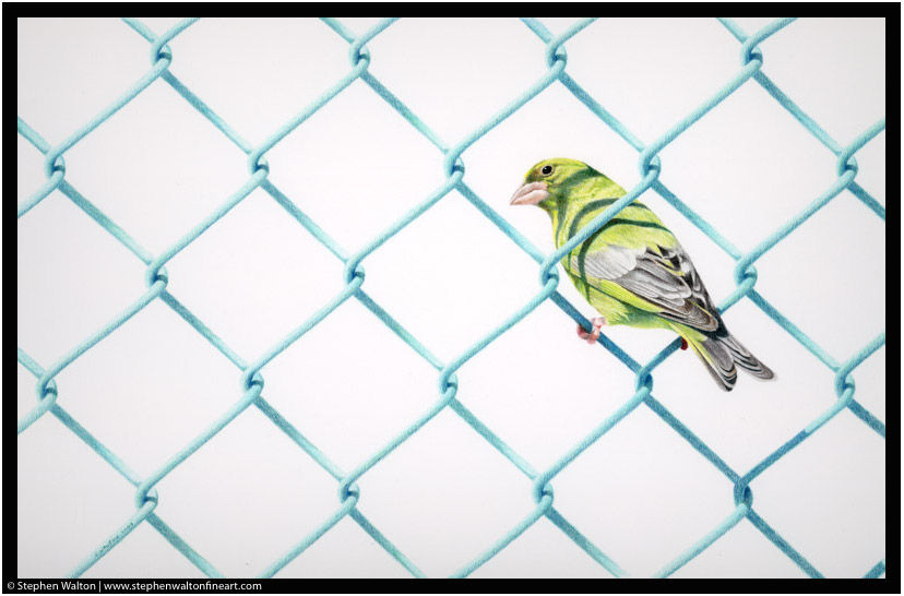 Green Finch Green Fence