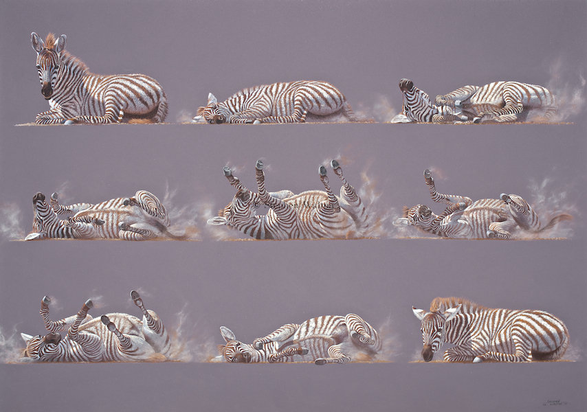 Grid of Nine No.1 - Young Zebra