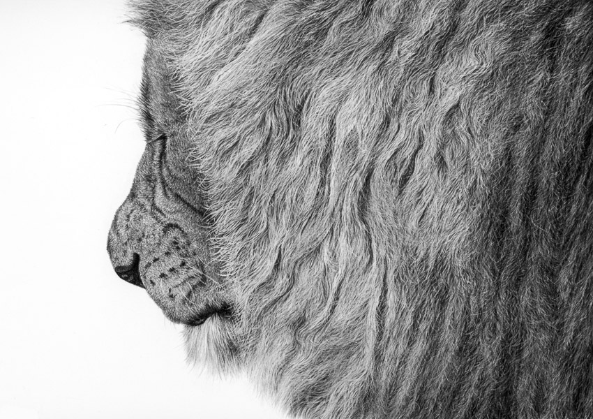 Grizzly
