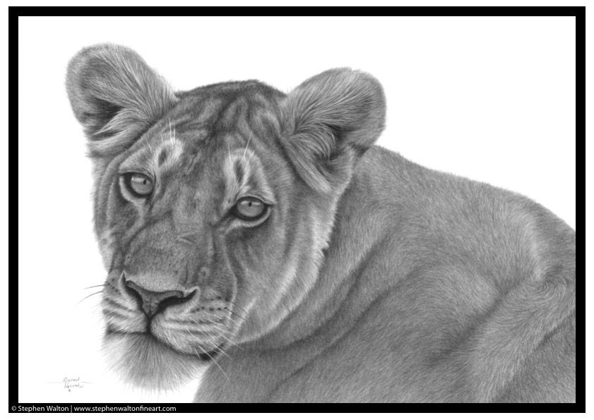 Lioness