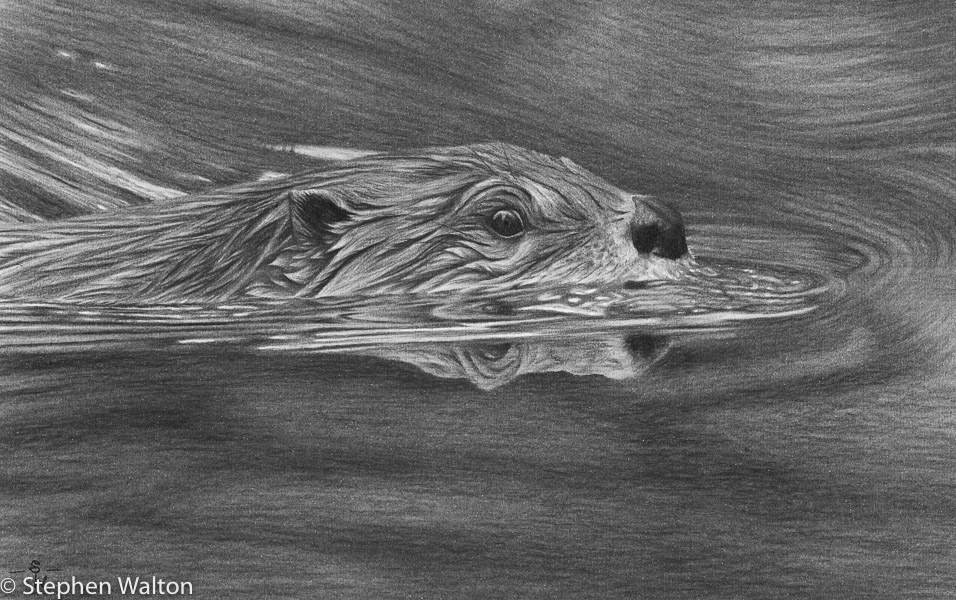 Otter II