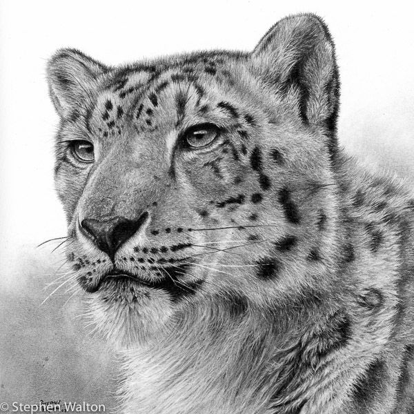Snow Leopard II