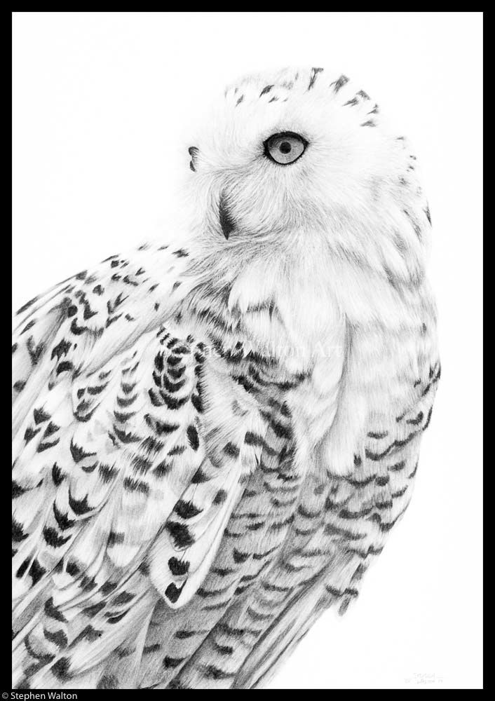 Snowy Owl III