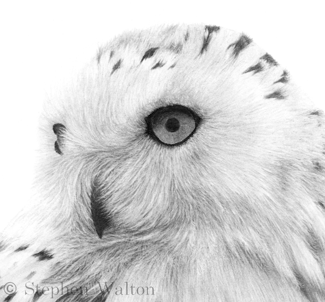 Snowy Owl III - detail