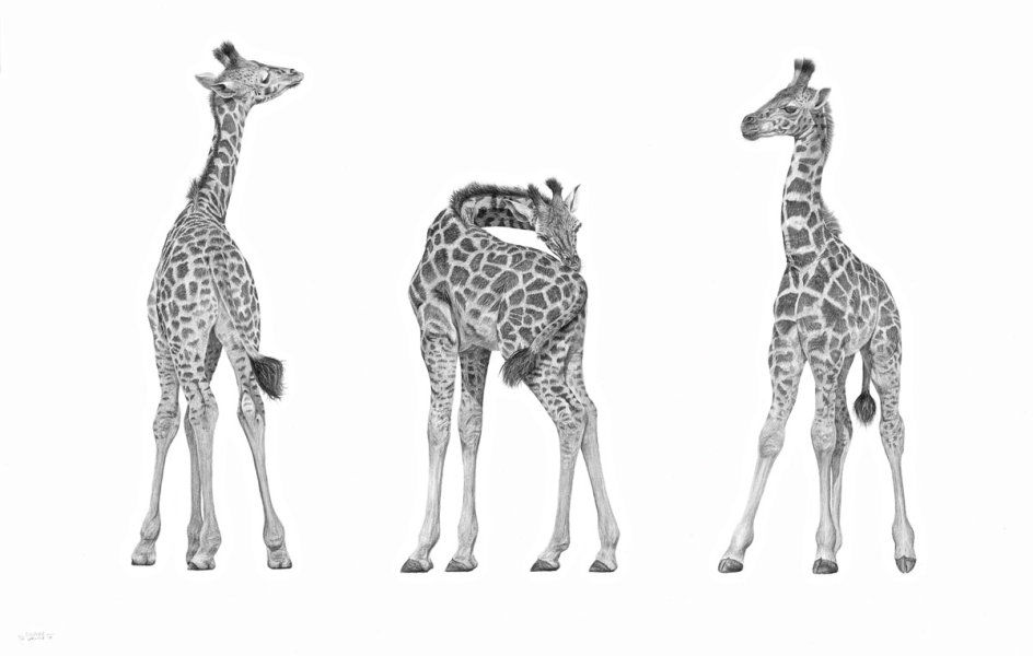 Three Giraffe - The Itch