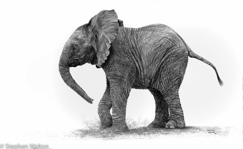 Young Elephant