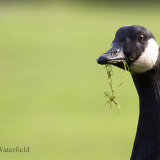 Watch Goose