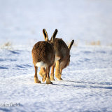 Brown Hare Buddies 1