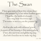 A bit of Swan Therapy