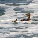 Eider Duck & Duckling