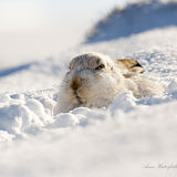 Mountain Hare 6.