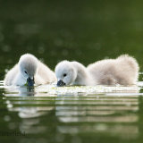 The Lost Cygnet (Exhibition)