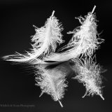 Two Drifters in Black & White