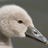 Portrait of a Mute Swan Cygnet