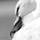 Broken Beak (We meet again) 1.