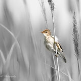 Reed Warbler.