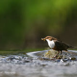 Dipper.