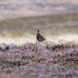 North Yorkshire Moor 2.