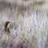 North Yorkshire Moor 3.