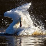 Bath time!....it's Catching