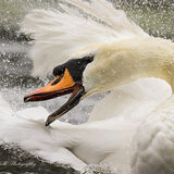 Frenzy!